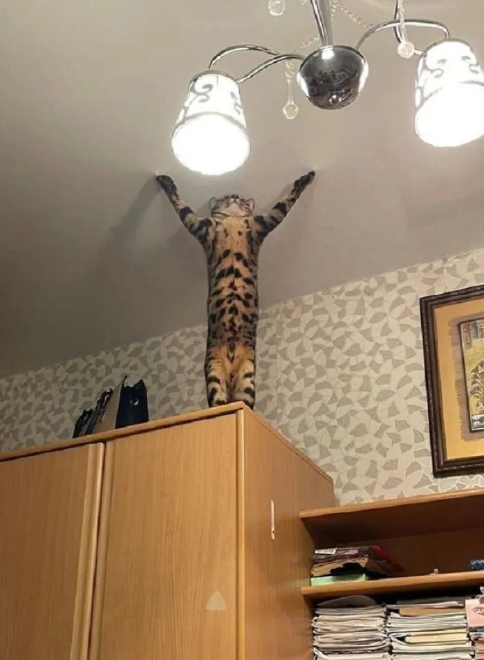 45 Times Animals Were Both Wholesome And Ridiculously Funny, Shared In This Facebook Group (New Pics)