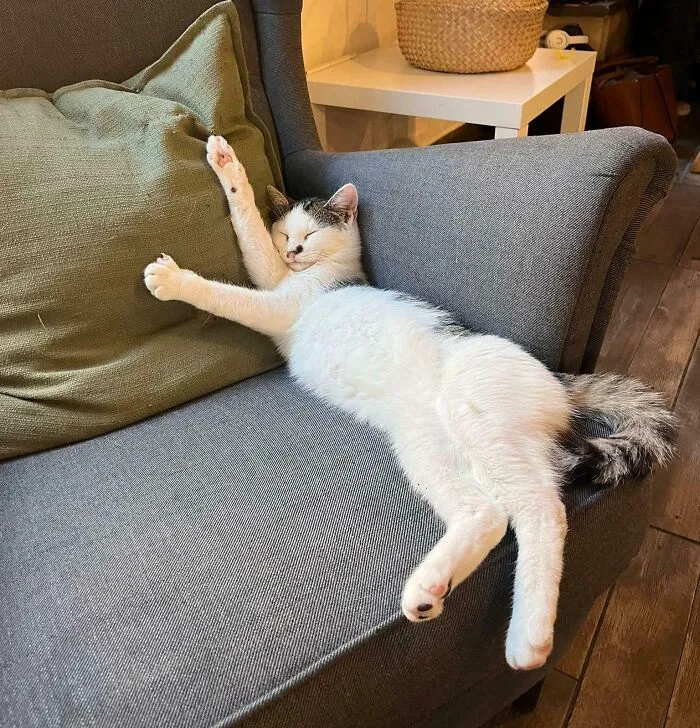 Seen By My Girlfriend In A Cat Cafe