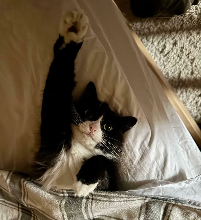 Where Is My Snack?