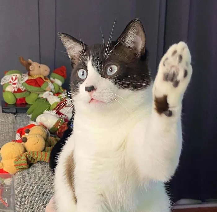 Mommy, Can I Have Another Treat?