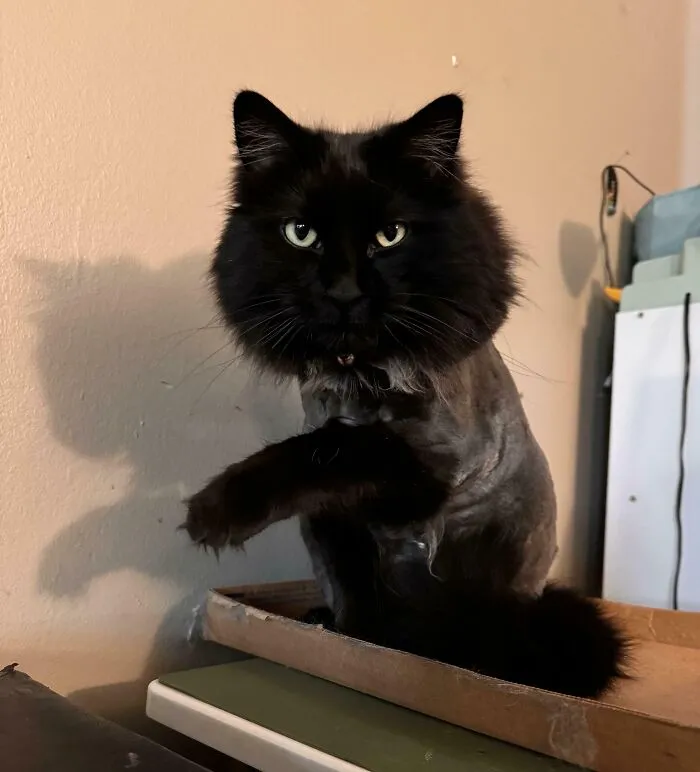 Excuse Me, Sir, Why Was I Shaved?