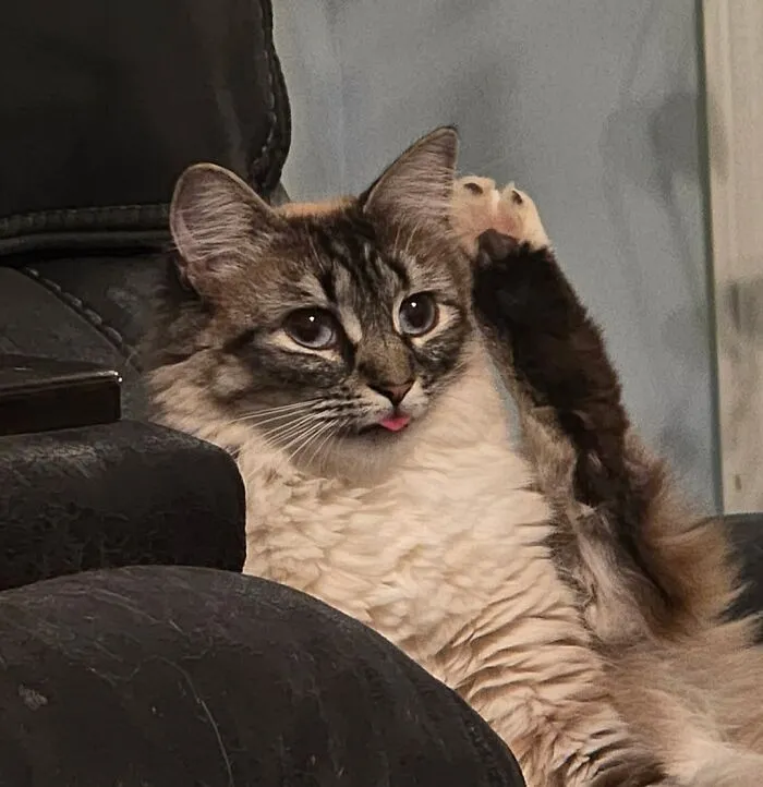 Skitty Appears To Have Forgotten Her Question