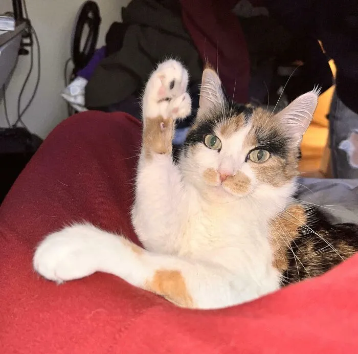 Maze Has One Polite Inquiry, If You Have The Time