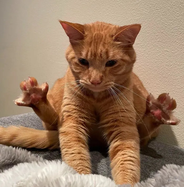 Archie Has Many Questions