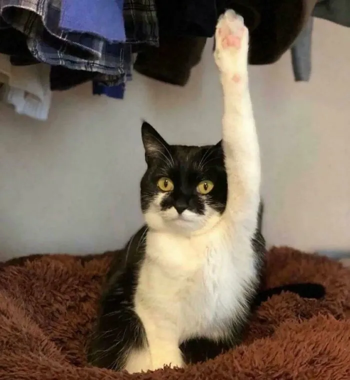 Kitty Has A Question