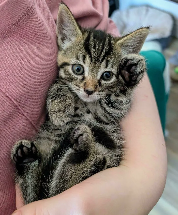 Put Your Hand Up If You're Adorable ❤️