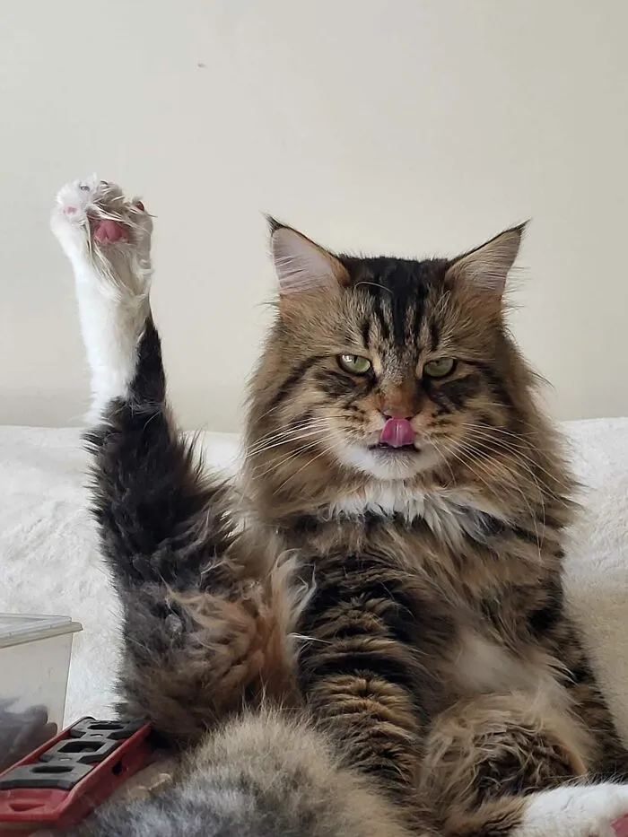 Peter Often Forgets About Hind Legs