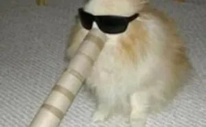 45 Times Animals Were Both Wholesome And Ridiculously Funny, Shared In This Facebook Group (New Pics)