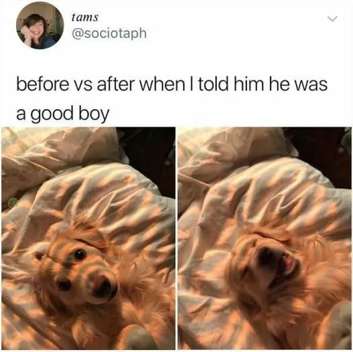 45 Times Animals Were Both Wholesome And Ridiculously Funny, Shared In This Facebook Group (New Pics)