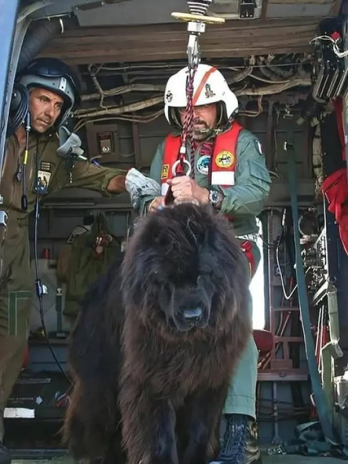 Newfoundland Dogs Are The Unstoppable Lifeguards Of Italy’s Coast