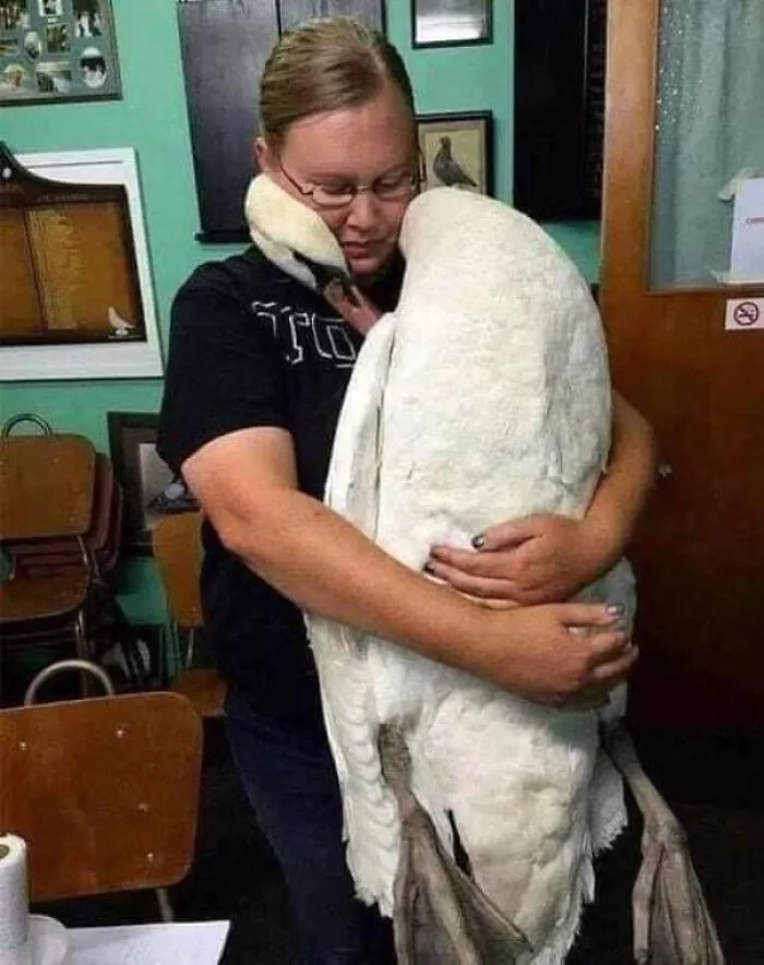 A Swan Embracing A Vet Who Saved His Life. If This Is Not Beautiful, I Don't Know What Is