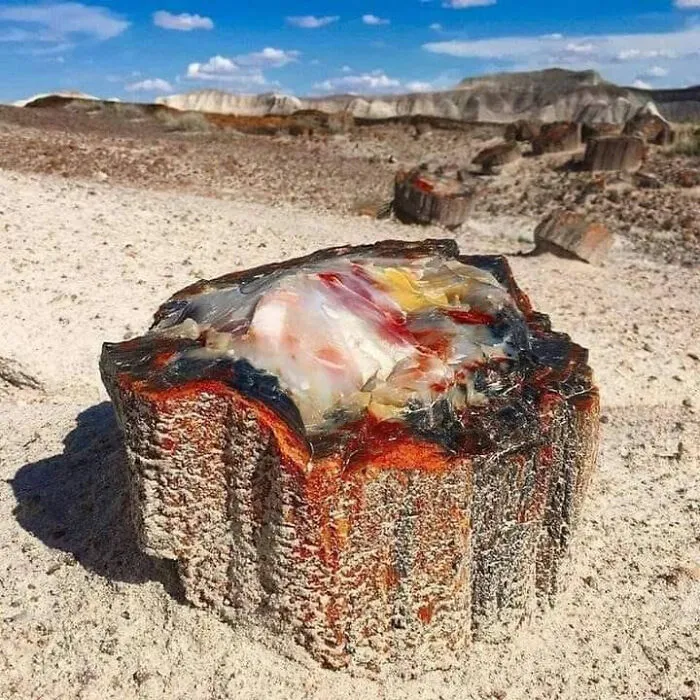 Petrified Opal Tree Trunk Located In Arizona (About 225 Million Years Old)