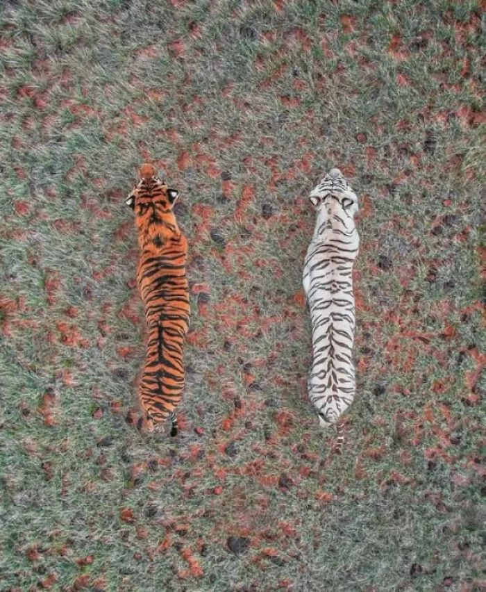 Amazing Tiger View From Above
