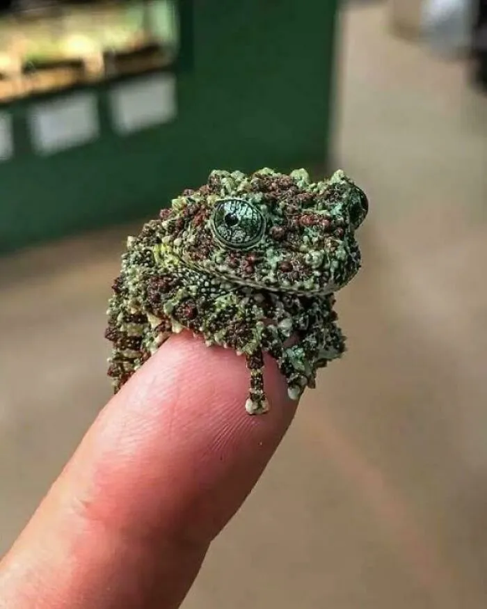 Vietnamese Mossy Frog (Theloderma Corticale), Native Of Northern Vietnam And China