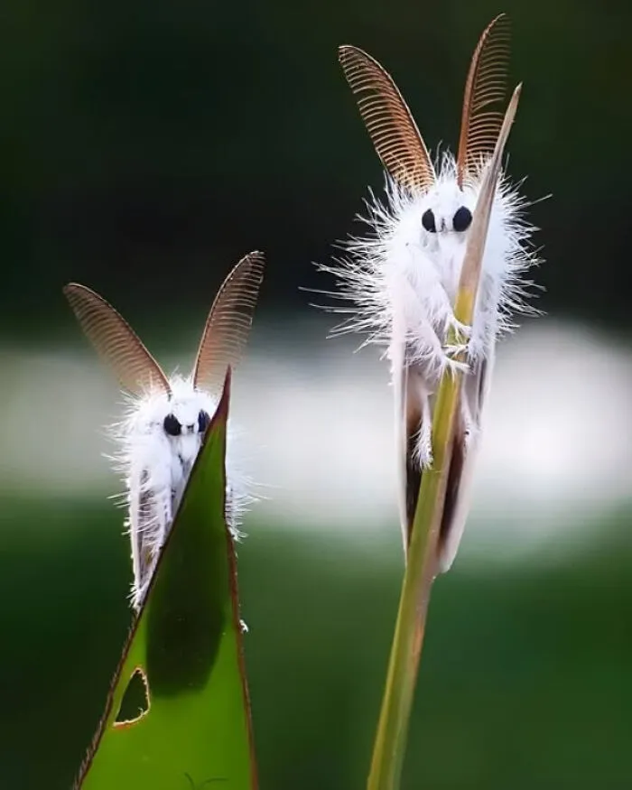 Look At These Two Fluffy Cuties! These Are Venezuelan Poodle Moths, Known For Their Unique Appearance With Long, Fluffy Fur And Large, Round Eyes