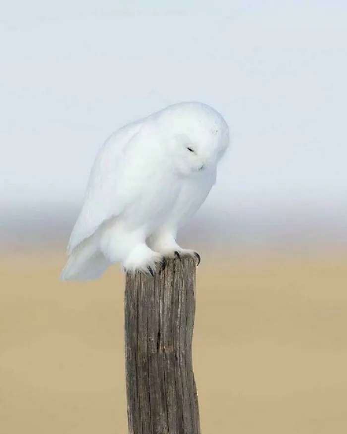 Snowy Owl (Bubo Scandiacus) -Male- In Saskatoon, Canada By Johnny Salomonsson