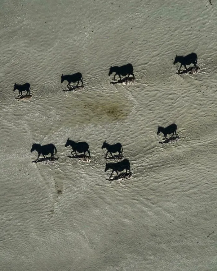 When Shadows Become Dominant !! This Interesting Pic Of Zebras Crossing The Salt Pans Was Shot In Makgadikgadi, Botswana