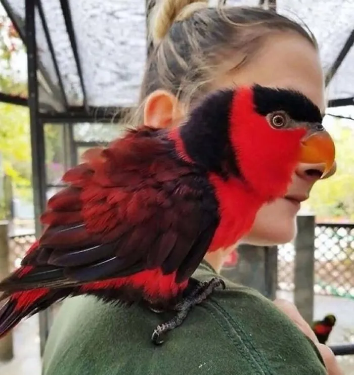 20 Memes de animales tan divertidos como alegres para animarte un poco