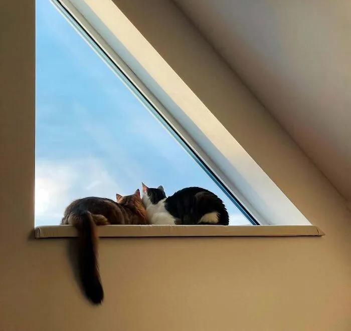 50 Times People Spotted Kitties Sitting At The Window And Just Had To Take A Pic (New Pics)