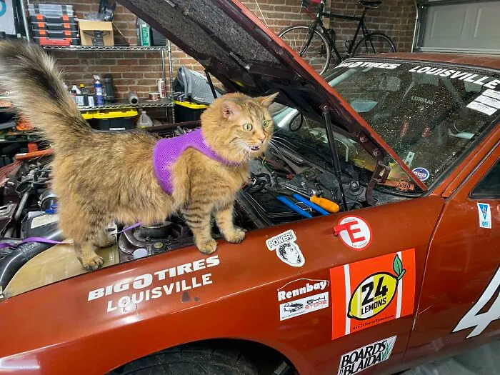 My Lemons Team Mechanic Is Upset That Nothing Is Torqued To Spec And It’s Leaking Oil Everywhere!
