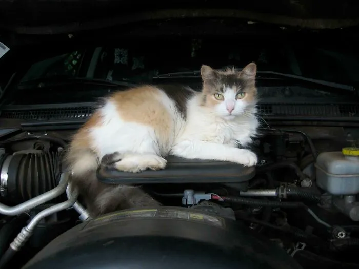 Miss Shopcat America 2009