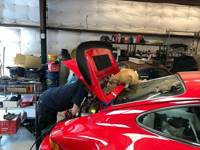 Cat On Car Test Post / Mod Saying Hello