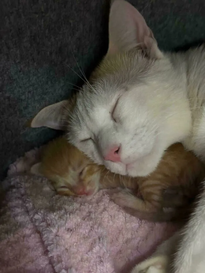 He Finally Found Her Forever Mom!!! - Got Adopted By A New Mother Cat