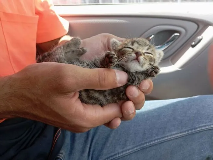 My Small Cat Fell Asleep In Hands 