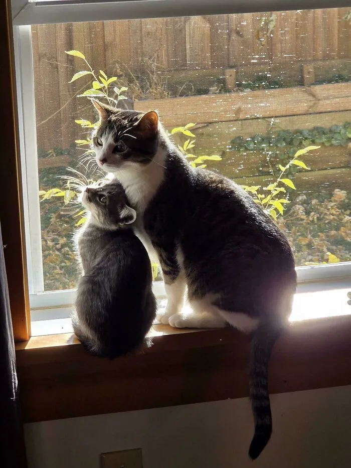 Got A New Kitten And Wasn't Sure If Our Adult Cat Would Accept Her