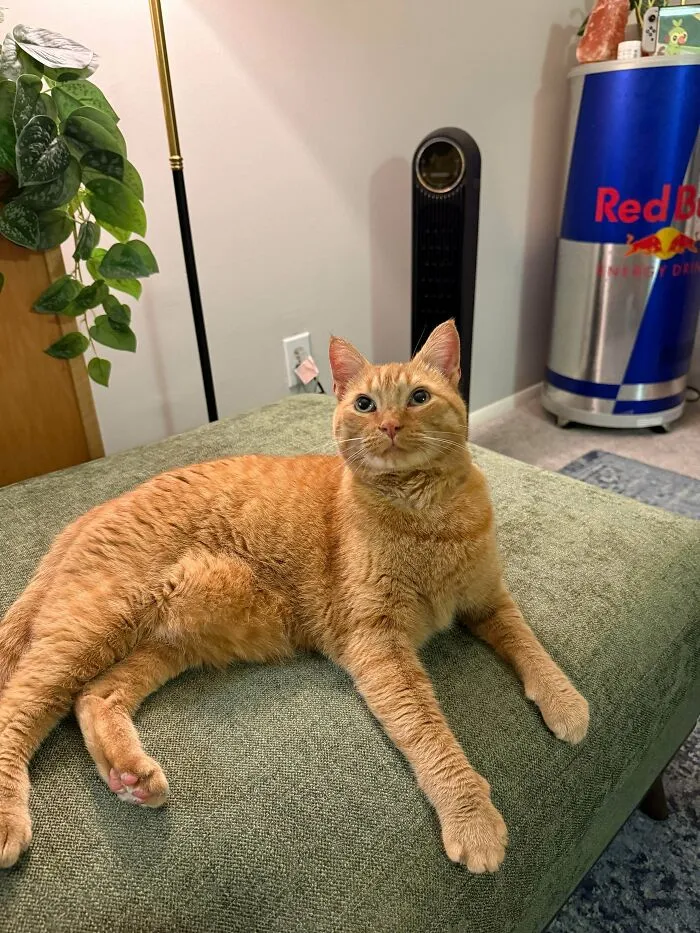 Got My First Orange Cat. Everyone Meet Dan