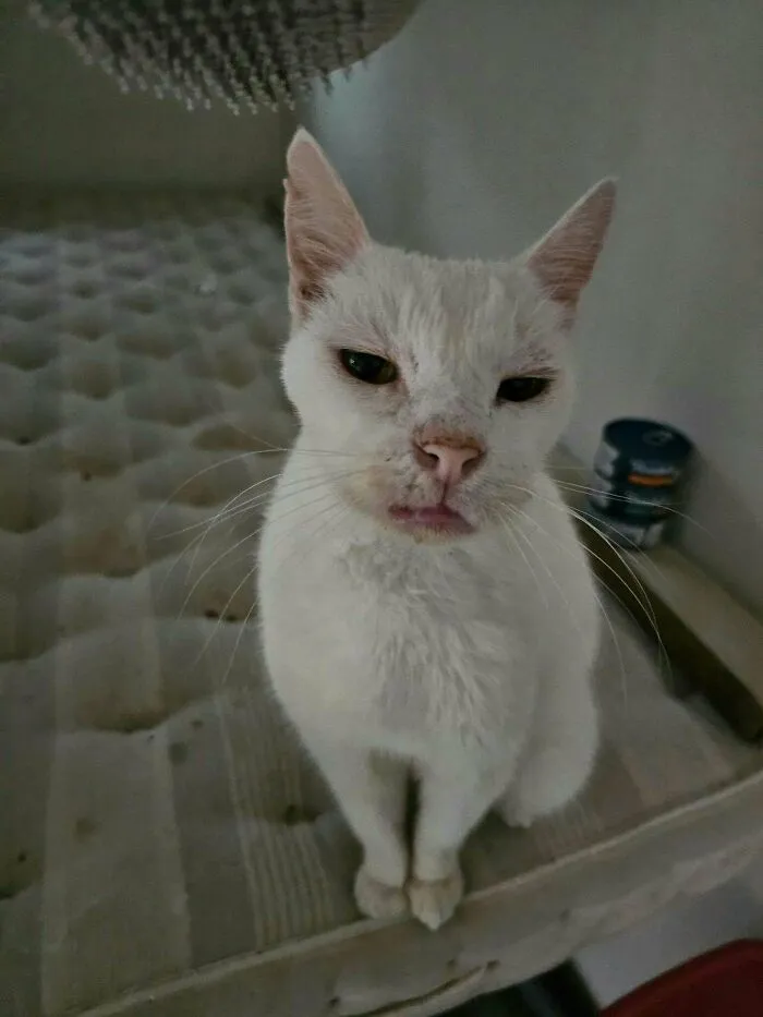 Just Adopted This Senior Gentleman