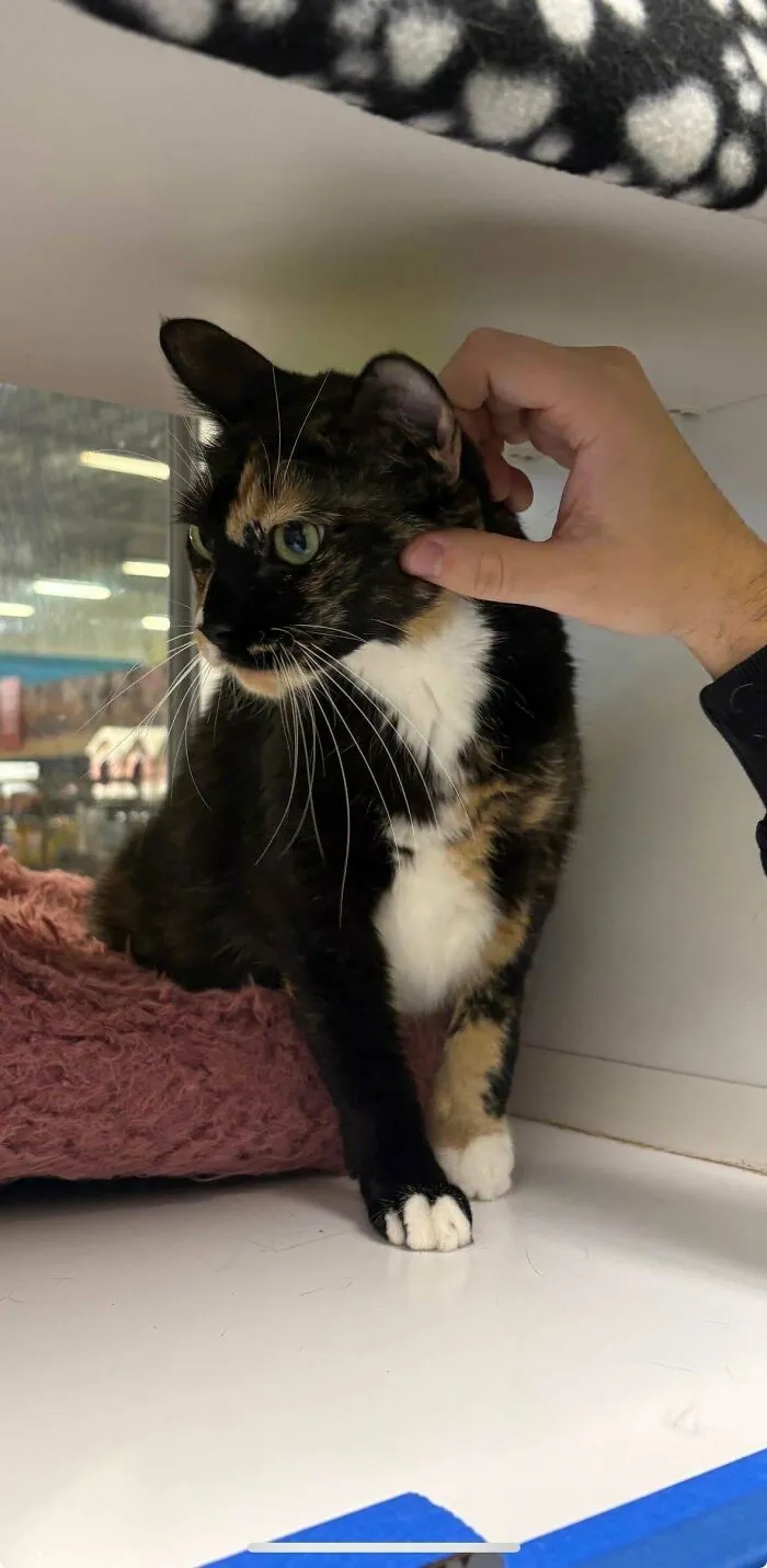 Just Adopted A 7 Year Old Cat