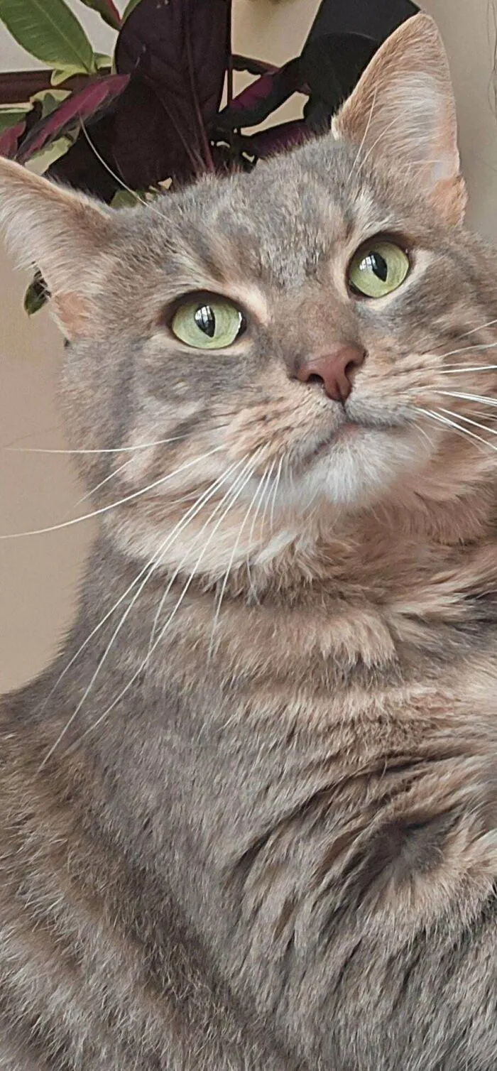 Adopted An FIV Cat
