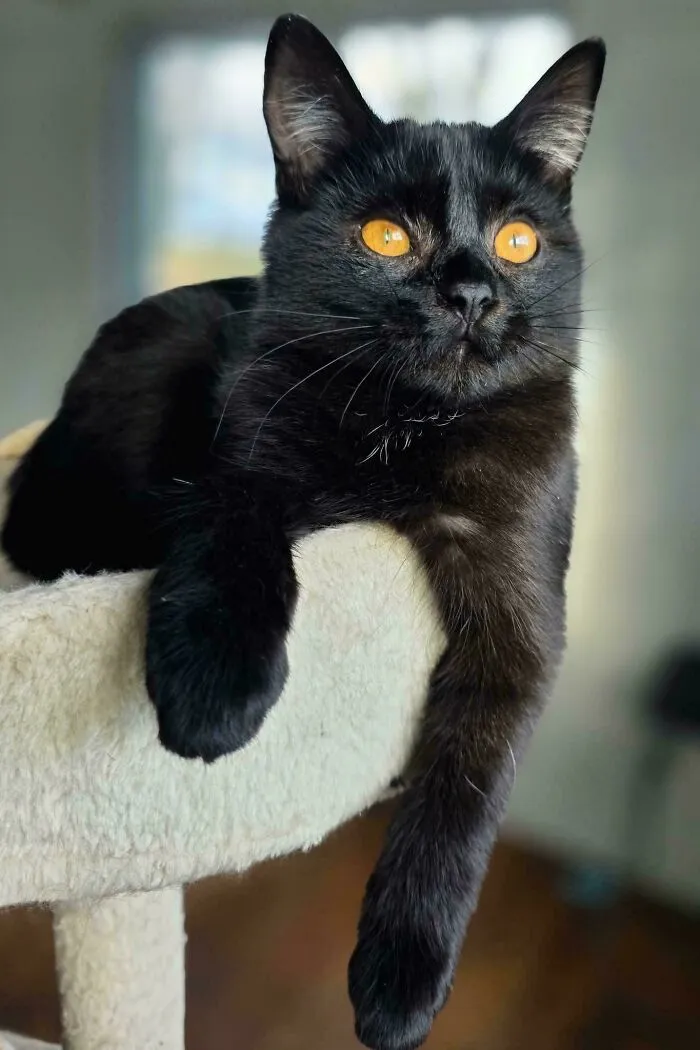 I Just Adopted My Dream Cat!