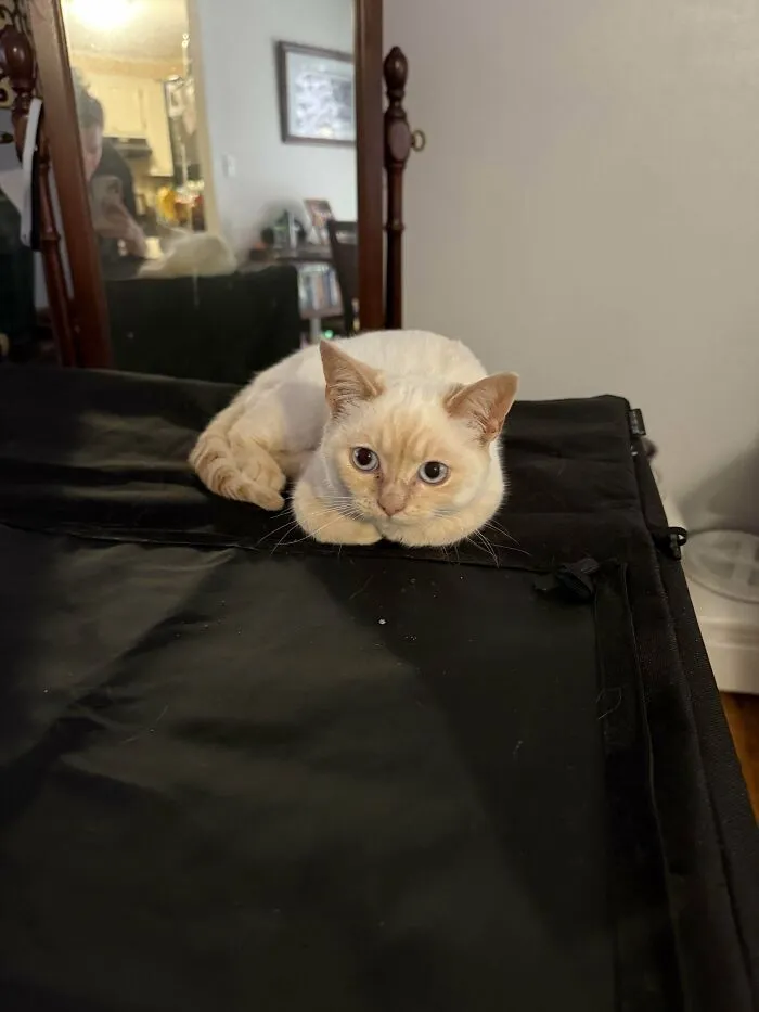 Recently Acquired Shelter Baby