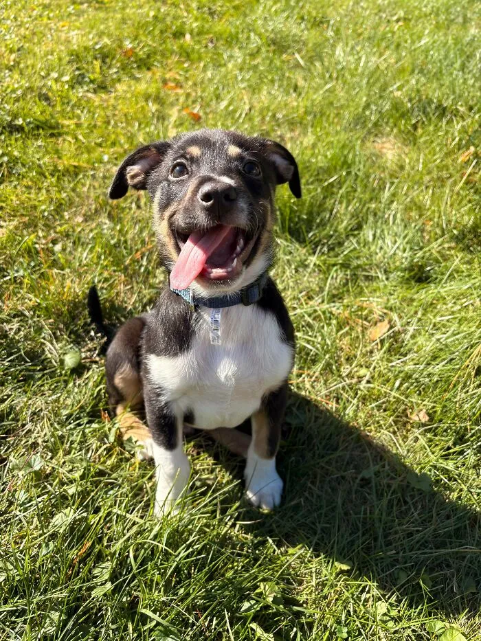 Found A Box Of 6 Abandoned Puppies, This One Stole My Heart