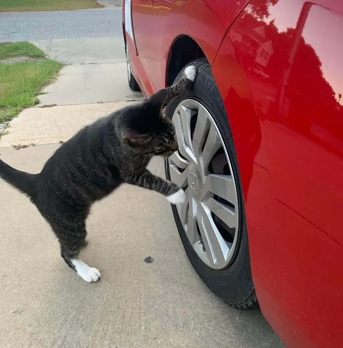Kitty Is Inspecting The Wheels And Brakes To Avoid A Cat-Tastrophe On The Road