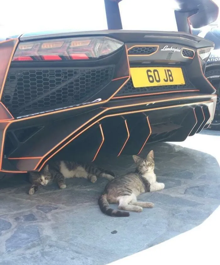 Not Impressed With Your Exotic. When It's Break Time, It's Break Time