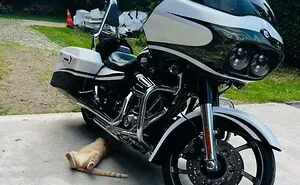 50 Confident Cats Who Accidentally Became Mechanics And Looked Way Too Proud Of It