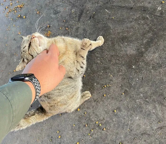 I Got A Flat Tire On This Beautiful Monday Morning But Everything Was Ok Cause The Tire Shop Had A Very Nice Cat