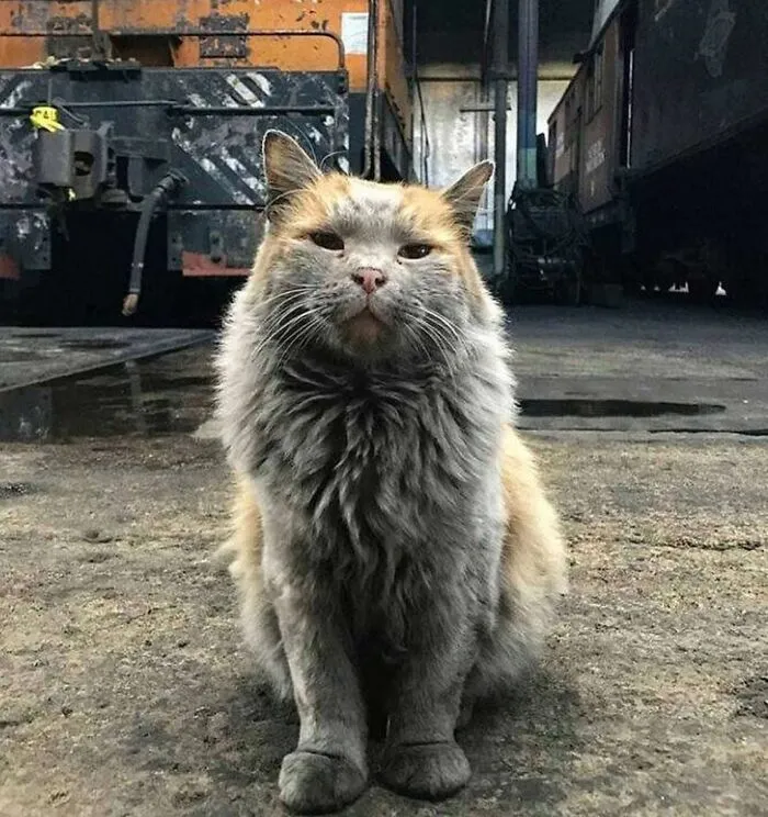 Crosspost. This Cat Definitely Looks Like He Knows A Carburator From A Transmission