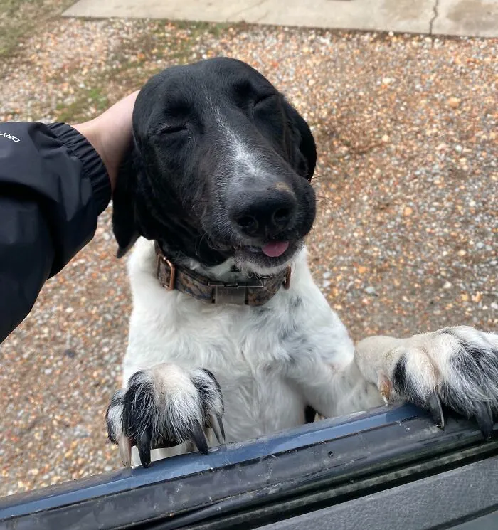 Yesterday Was My Last Day As An Amazon Delivery Driver, This Sweetheart Came To Say “Bye Bye!”