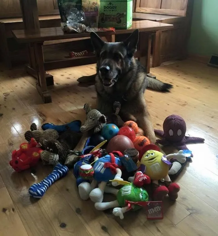 Police Dog Is Given Retirement Presents From The Community On His Last Day On The Job