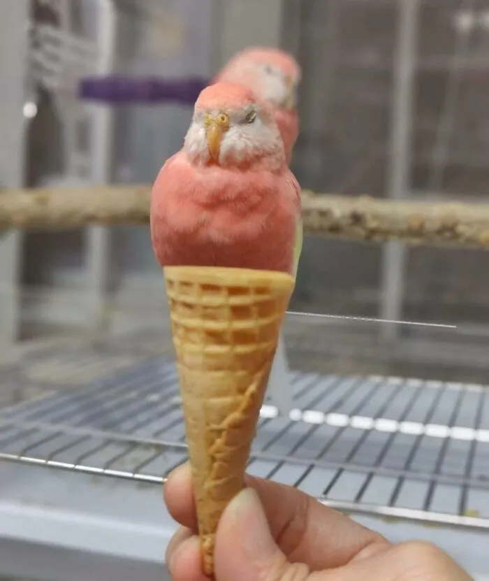 Forbidden Gelato