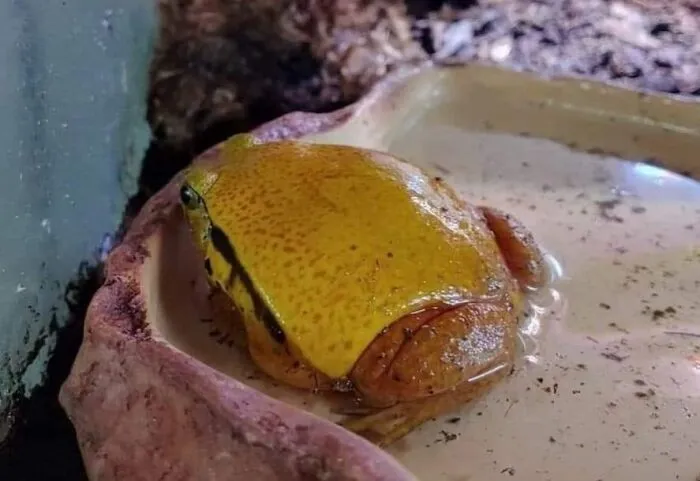 Forbiden Cheeseburger