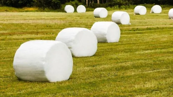 Forbidden Marshmallows