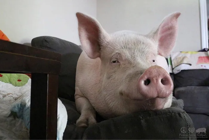 Domestic Pig