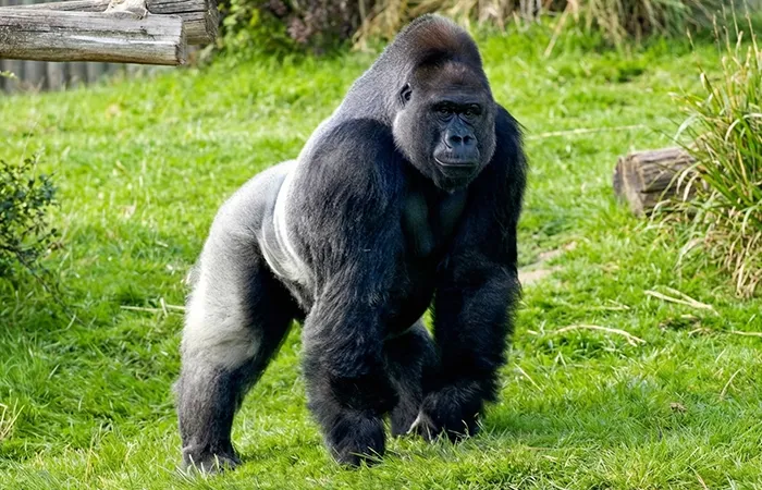 Silverback Gorilla