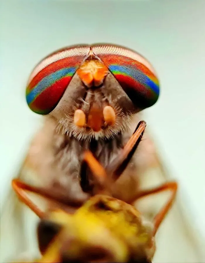 50 Stunning Macro Photos By Aditya Bhat Reveal The Extraordinary World Of Tiny Creatures