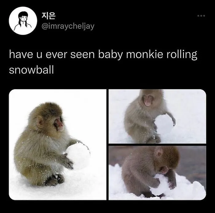 Baby monkey playing with and rolling a snowball in the snow, showcasing funny and cute animal memes for positivity.